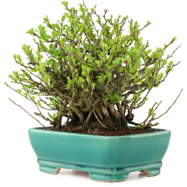 Chaenomeles speciosa Chojubai, 18 cm, ± 45 ans, à fleurs rouges