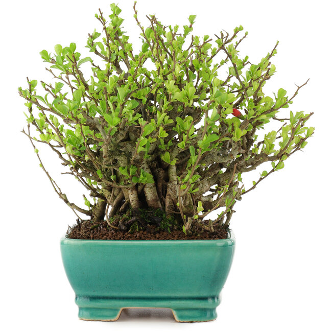 Chaenomeles speciosa Chojubai, 18 cm, ± 45 anni, con fiori rossi