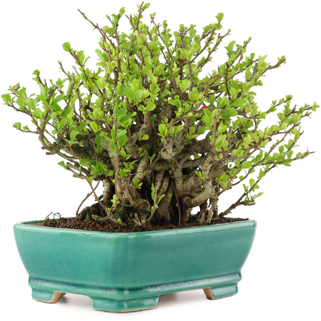 Chaenomeles speciosa Chojubai, 18 cm, ± 45 ans, à fleurs rouges