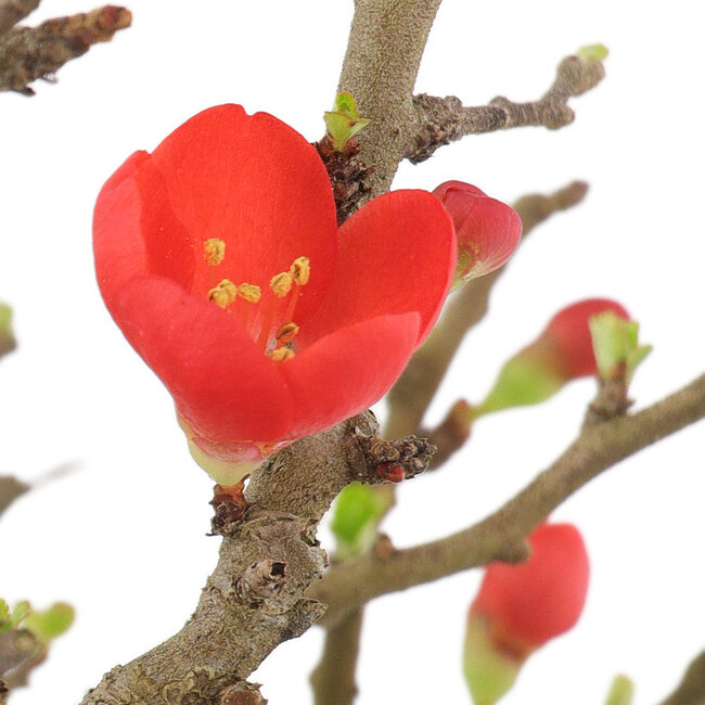 Chaenomeles speciosa Chojubai, 19 cm, ± 45 años, con flores rojas
