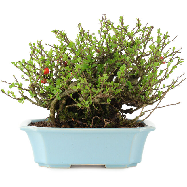 Chaenomeles speciosa Chojubai, 18,5 cm, ± 45 jaar oud, met rode bloemen in een pot met barst