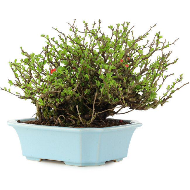 Chaenomeles speciosa Chojubai, 18,5 cm, ± 45 anni, con fiori rossi in un vaso con una fessura