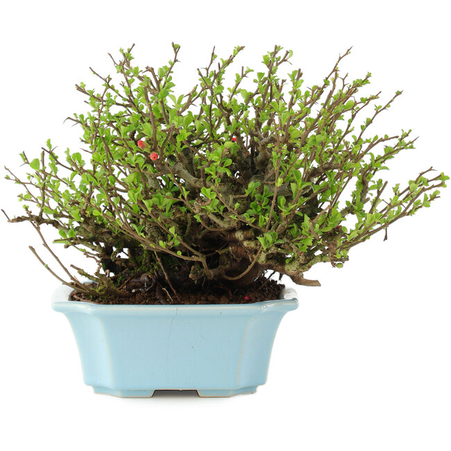 Chaenomeles speciosa Chojubai, 18,5 cm, ± 45 jaar oud, met rode bloemen in een pot met barst