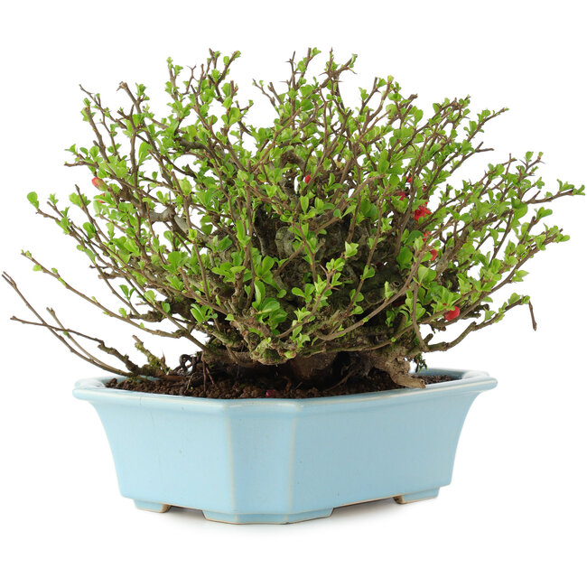 Chaenomeles speciosa Chojubai, 18,5 cm, ± 45 jaar oud, met rode bloemen in een pot met barst