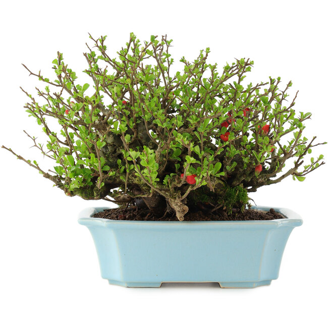 Chaenomeles speciosa Chojubai, 18,5 cm, ± 45 años, con flores rojas en una maceta con grieta