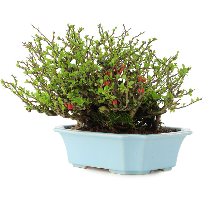 Chaenomeles speciosa Chojubai, 18,5 cm, ± 45 ans, à fleurs rouges dans un pot fendu