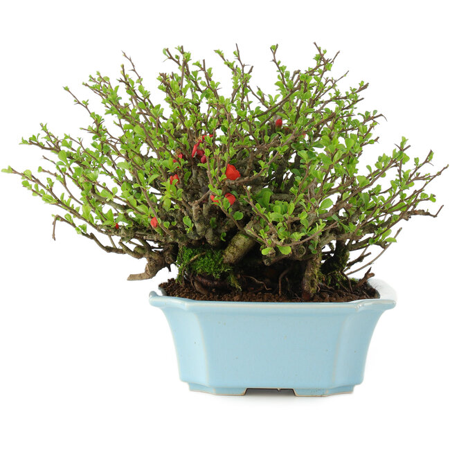 Chaenomeles speciosa Chojubai, 18,5 cm, ± 45 ans, à fleurs rouges dans un pot fendu