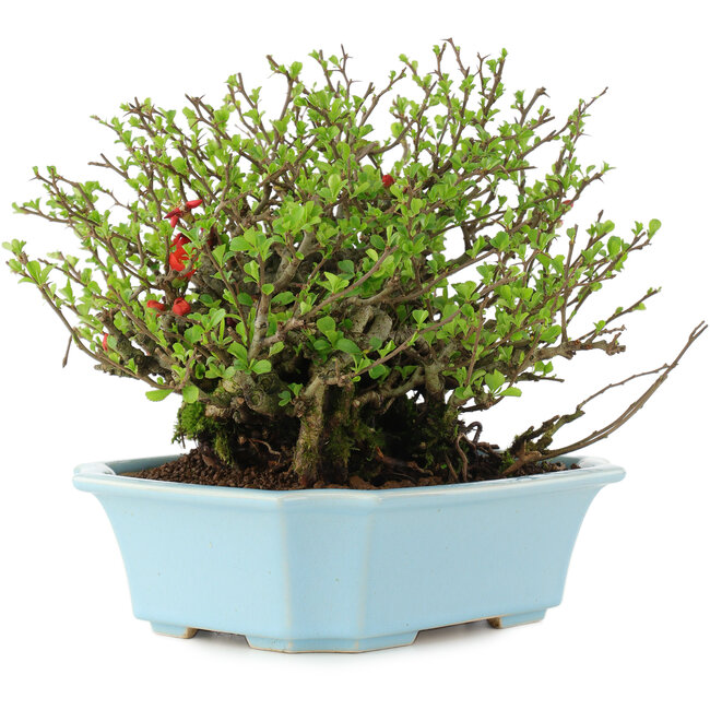 Chaenomeles speciosa Chojubai, 18,5 cm, ± 45 años, con flores rojas en una maceta con grieta