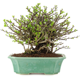 Chaenomeles speciosa Chojubai, 19,5 cm, ± 45 ans