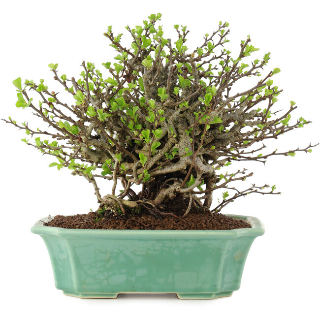 Chaenomeles speciosa Chojubai, 19,5 cm, ± 45 jaar oud, met rode bloemen