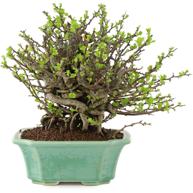 Chaenomeles speciosa Chojubai, 19,5 cm, ± 45 ans, à fleurs rouges