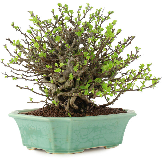 Chaenomeles speciosa Chojubai, 19,5 cm, ± 45 años, con flores rojas