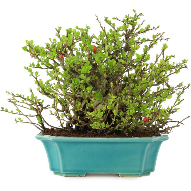 Chaenomeles speciosa Chojubai, 21 cm, ± 45 anni, con fiori rossi