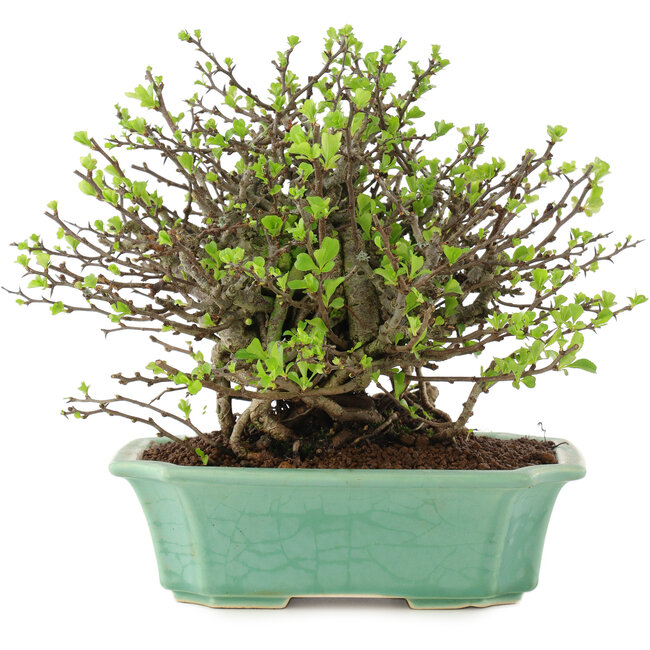 Chaenomeles speciosa Chojubai, 19,5 cm, ± 45 años, con flores rojas