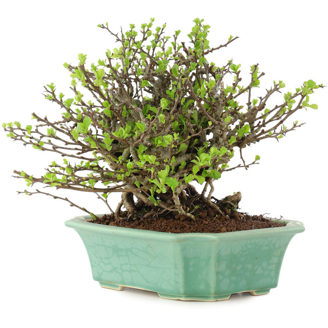 Chaenomeles speciosa Chojubai, 19,5 cm, ± 45 años, con flores rojas