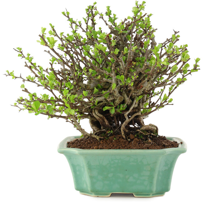 Chaenomeles speciosa Chojubai, 19,5 cm, ± 45 Jahre alt, mit roten Blüten