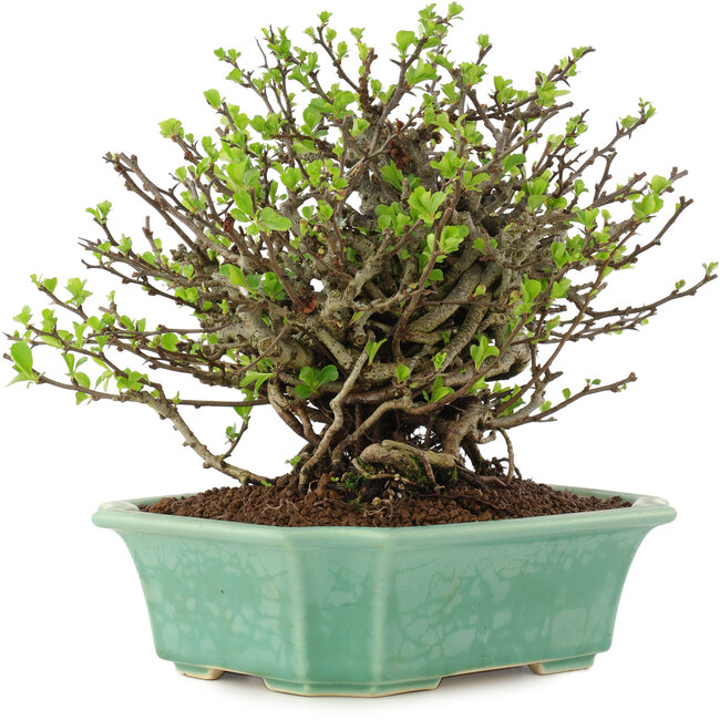 Chaenomeles speciosa Chojubai, 19,5 cm, ± 45 ans, à fleurs rouges