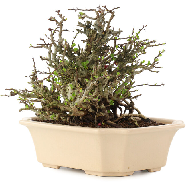 Chaenomeles speciosa Chojubai, 17 cm, ± 45 anni, con fiori rossi