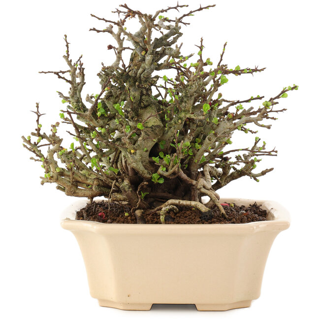 Chaenomeles speciosa Chojubai, 17 cm, ± 45 anni, con fiori rossi