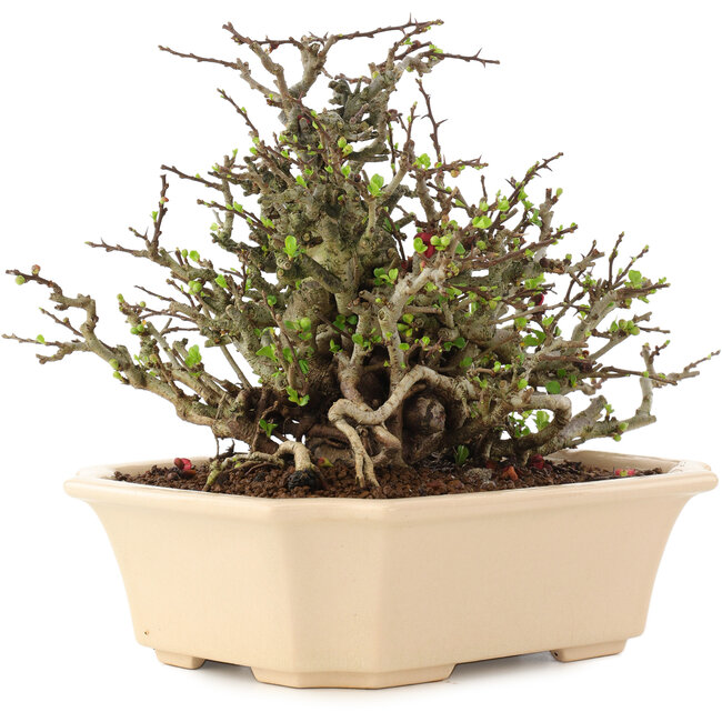 Chaenomeles speciosa Chojubai, 17 cm, ± 45 jaar oud, met rode bloemen