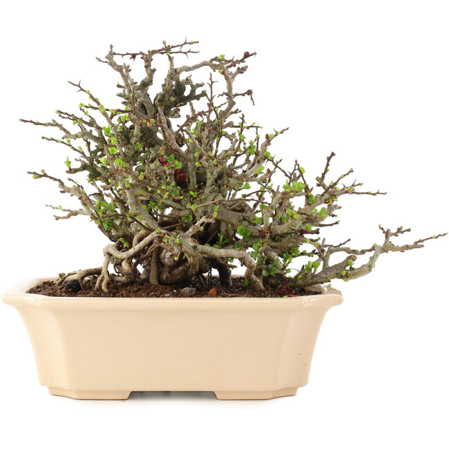 Chaenomeles speciosa Chojubai, 17 cm, ± 45 jaar oud, met rode bloemen