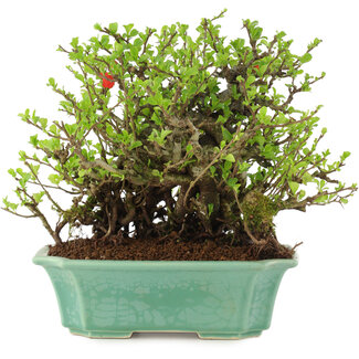 Chaenomeles speciosa Chojubai, 20,5 cm, ± 45 ans