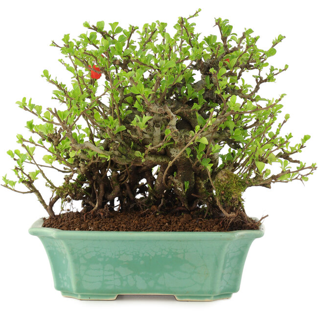 Chaenomeles speciosa Chojubai, 20,5 cm, ± 45 anni, con fiori rossi