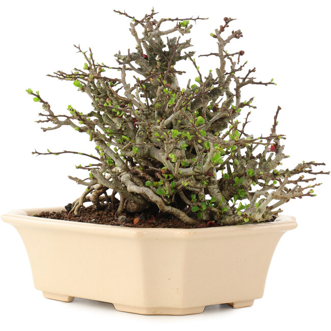 Chaenomeles speciosa Chojubai, 17 cm, ± 45 Jahre alt, mit roten Blüten