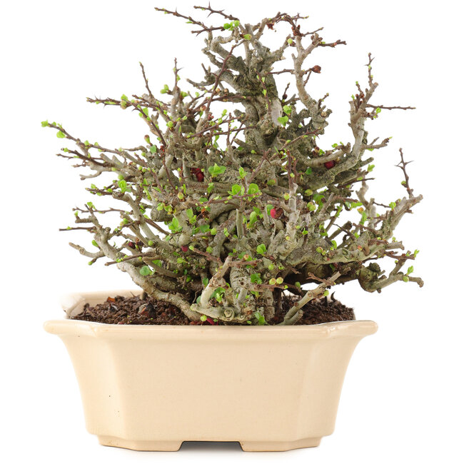 Chaenomeles speciosa Chojubai, 17 cm, ± 45 jaar oud, met rode bloemen