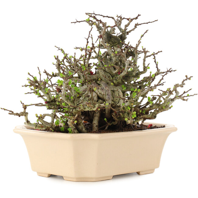 Chaenomeles speciosa Chojubai, 17 cm, ± 45 ans, à fleurs rouges