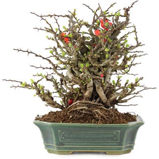 Chaenomeles speciosa Chojubai, 19 cm, ± 45 anni