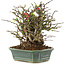 Chaenomeles speciosa Chojubai, 19 cm, ± 45 anni, con fiori rossi