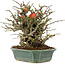 Chaenomeles speciosa Chojubai, 19 cm, ± 45 ans, à fleurs rouges