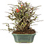 Chaenomeles speciosa Chojubai, 19 cm, ± 45 jaar oud, met rode bloemen