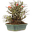 Chaenomeles speciosa Chojubai, 19 cm, ± 45 años, con flores rojas