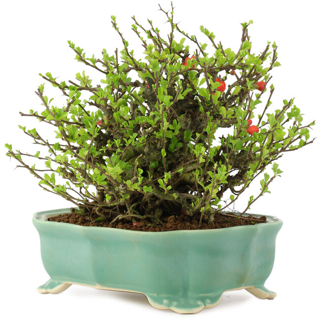 Chaenomeles speciosa Chojubai, 18,5 cm, ± 45 ans, à fleurs rouges