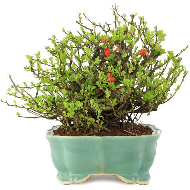 Chaenomeles speciosa Chojubai, 18,5 cm, ± 45 anni, con fiori rossi