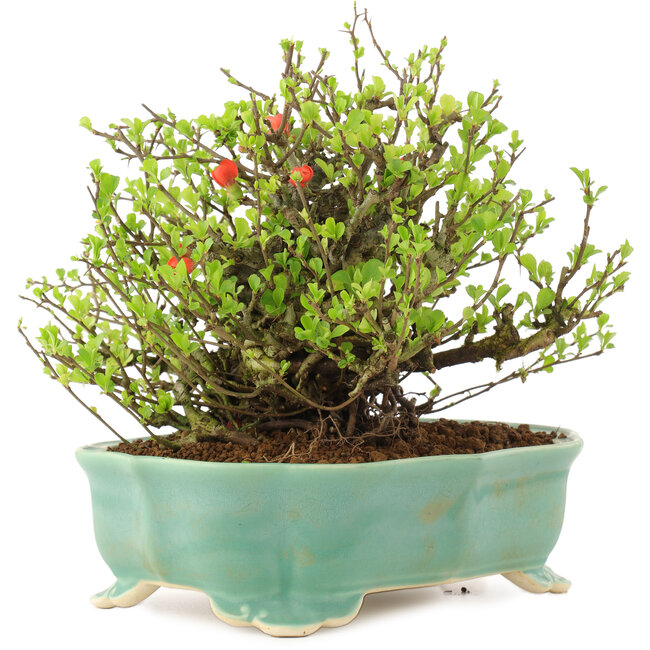 Chaenomeles speciosa Chojubai, 18,5 cm, ± 45 ans, à fleurs rouges