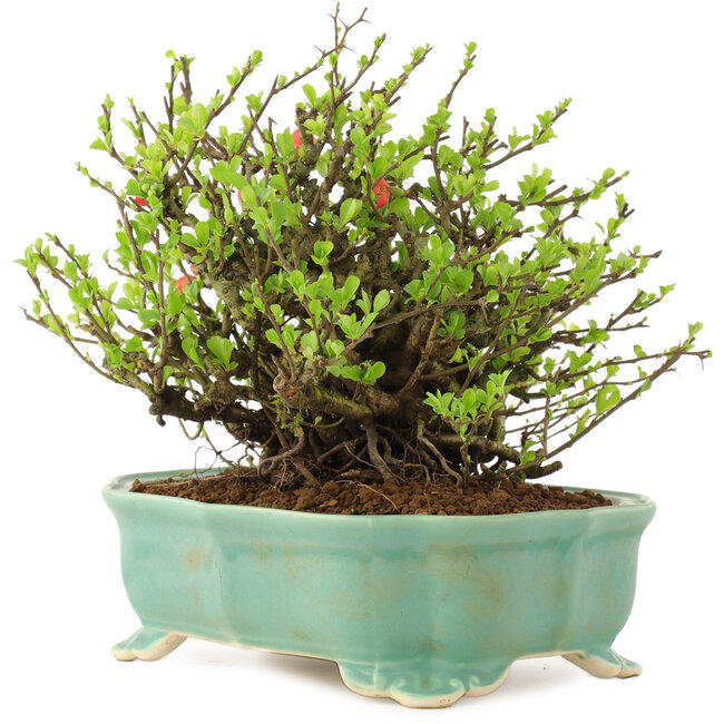 Chaenomeles speciosa Chojubai, 18,5 cm, ± 45 jaar oud, met rode bloemen