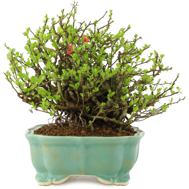 Chaenomeles speciosa Chojubai, 18,5 cm, ± 45 jaar oud, met rode bloemen