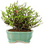 Chaenomeles speciosa Chojubai, 18,5 cm, ± 45 anni, con fiori rossi