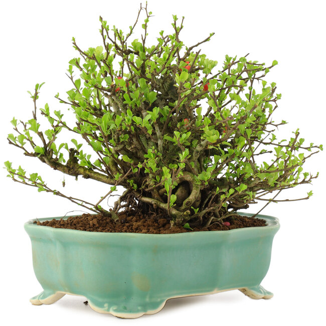 Chaenomeles speciosa Chojubai, 18,5 cm, ± 45 jaar oud, met rode bloemen