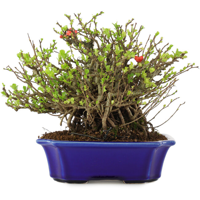 Chaenomeles speciosa Chojubai, 20 cm, ± 45 anni, con fiori rossi