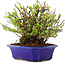 Chaenomeles speciosa Chojubai, 20 cm, ± 45 anni, con fiori rossi