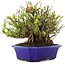 Chaenomeles speciosa Chojubai, 20 cm, ± 45 anni, con fiori rossi