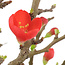 Chaenomeles speciosa Chojubai, 21 cm, ± 45 anni, con fiori rossi