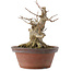 Acer buergerianum, 19,5 cm, ± 25 jaar oud