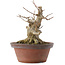 Acer buergerianum, 19,5 cm, ± 25 years old
