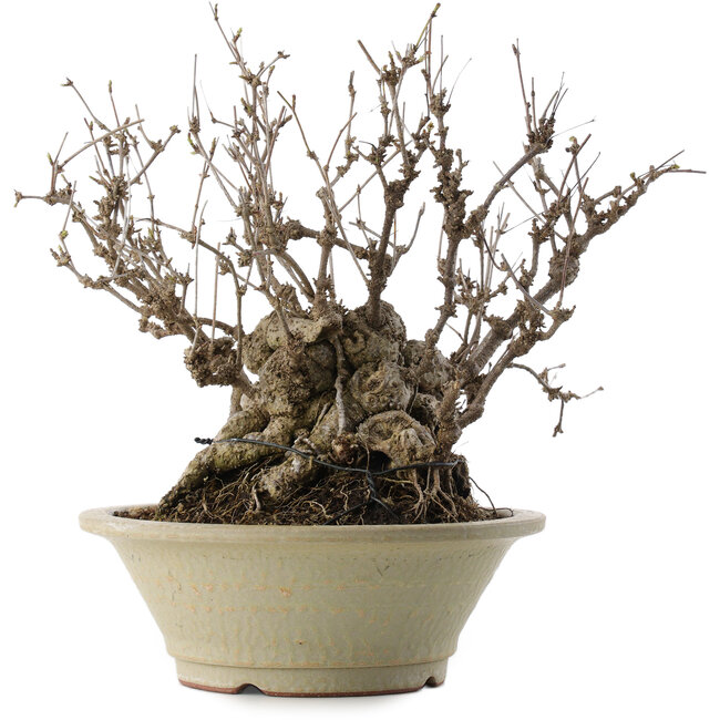Akebia quinata, 30 cm, ± 35 jaar oud