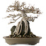 Acer buergerianum, 29,5 cm, ± 25 anni, in un vaso giapponese fatto a mano